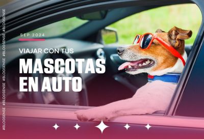 Viajar con tus mascotas en auto